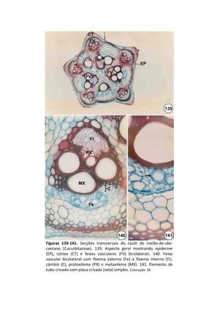 CT
                          FV




                                                        EP
                                    FV
                        FV




                                                                       139




                          Fi


                        PX




                   MX
                                     C


                         Fe




                                           140                         141
Figuras  139‐141.  Secções  transversais  do  caule  de  melão‐de‐são‐
caetano (Cucurbitaceae).  139.  Aspecto  geral  mostrando  epiderme 
(EP),  córtex  (CT)  e  feixes  vasculares  (FV)  bicolaterais.  140.  Feixe 
vascular  bicolateral  com  floema  externo  (Fe)  e  floema  interno  (Fi), 
câmbio  (C),  protoxilema  (PX)  e  metaxilema  (MX).  141.  Elemento  de
tubo crivado com placa crivada (seta) simples. Coloração: SB.
 