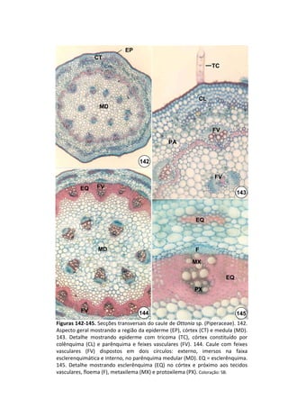 EP
                 CT
                                                                       TC




                                                                 CL
                   MD



                                                                       FV

                                                   PA


                                      142

                                                                        FV
           EQ     FV
                                                                                  143



                                                               EQ




                   MD                                          F

                                                              MX

                                                                             EQ

                                                               PX


           FV                        144                                          145
Figuras 142‐145. Secções transversais do caule de Ottonia sp. (Piperaceae). 142. 
Aspecto geral mostrando a região da epiderme (EP), córtex (CT) e medula (MD). 
143.  Detalhe  mostrando  epiderme  com  tricoma (TC),  córtex  constituído  por 
colênquima  (CL)  e  parênquima  e  feixes  vasculares  (FV).  144.  Caule  com  feixes 
vasculares  (FV)  dispostos  em  dois  círculos:  externo,  imersos  na  faixa 
esclerenquimática e interno, no parênquima medular (MD). EQ = esclerênquima. 
145.  Detalhe  mostrando  esclerênquima  (EQ)  no  córtex  e  próximo  aos  tecidos 
vasculares, floema (F), metaxilema (MX) e protoxilema (PX). Coloração: SB.
 