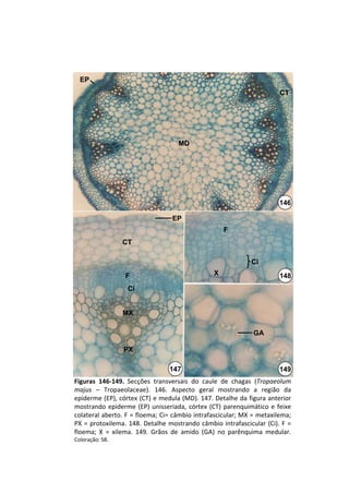 EP
                                                                              CT




                                       MD




                                                                             146

                                     EP
                                                         F
                  CT

                                                                   Ci
                   F                                 X                        148
                    Ci


                  MX

                                                                    GA

                  PX

                                    147                                      149
Figuras  146‐149. Secções  transversais  do  caule  de  chagas  (Tropaeolum
majus – Tropaeolaceae).  146.  Aspecto  geral  mostrando  a  região  da 
epiderme (EP), córtex (CT) e medula (MD). 147. Detalhe da figura anterior 
mostrando  epiderme  (EP)  unisseriada,  córtex  (CT)  parenquimático e  feixe 
colateral aberto. F = floema; Ci= câmbio intrafascicular; MX = metaxilema; 
PX  =  protoxilema.  148.  Detalhe  mostrando  câmbio  intrafascicular (Ci).  F  = 
floema;  X  =  xilema.  149.  Grãos  de  amido  (GA)  no  parênquima  medular.
Coloração: SB.
 