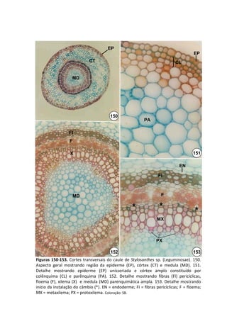 EP
                                                                                         EP
                              CT                                               CL


                    MD




                                          150
                                                             PA

                  FI
                   F

                   X                                                                     151

                                                                                 EN

                                                                     FI



                       MD                                              F


                                                      *               *                   *
                                                                    MX



                                                                    PX

                                          152                                            153
Figuras  150‐153.  Cortes  transversais  do  caule  de  Stylosanthes sp.  (Leguminosae).  150. 
Aspecto  geral  mostrando  região  da  epiderme  (EP),  córtex  (CT)  e  medula  (MD).  151. 
Detalhe  mostrando  epiderme  (EP)  unisseriada e  córtex  amplo  constituído  por 
colênquima  (CL)  e  parênquima  (PA).  152.  Detalhe  mostrando  fibras (FI)  pericíclicas,  
floema (F), xilema (X)  e medula (MD) parenquimática ampla. 153.  Detalhe  mostrando 
início da instalação do câmbio (*). EN = endoderme; FI = fibras pericíclicas; F = floema; 
MX = metaxilema; PX = protoxilema. Coloração: SB.
 