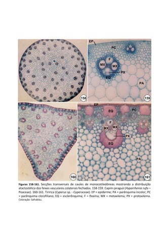 EP
                                                                          PC


                                                                      F
                                                                MX         MX
                                                                                PX
                                                                     EQ
                                                                                               PA



                                                158                                                 159
                                                           EP
                                                                      EQ                  PC


                                                                       F
                                                                  MX       MX

                                                                                     PX

                                                                      EQ



                                                                                           PA




                                        160                                                         161

Figuras  158‐161.  Secções  transversais  de  caules  de  monocotiledôneas  mostrando  a  distribuição 
atactostélica dos feixes vasculares colaterais fechados. 158‐159. Capim‐jaraguá (Hyparrhenia rufa –
Poaceae). 160‐161. Tiririca (Cyperus sp. ‐ Cyperaceae). EP = epiderme; PA = parênquima incolor; PC 
= parênquima clorofiliano; EQ = esclerênquima; F = floema; MX = metaxilema; PX = protoxilema. 
Coloração: Safrablau.
 
