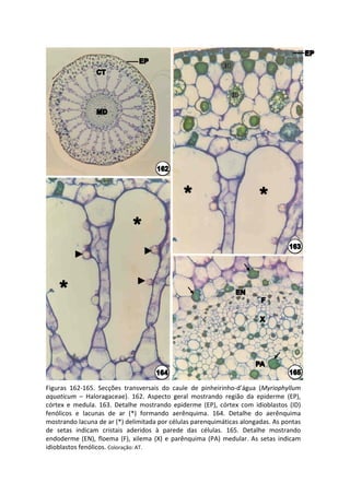 Figuras  162‐165.  Secções  transversais  do  caule  de  pinheirinho‐d’água  (Myriophyllum
aquaticum – Haloragaceae).  162.  Aspecto  geral  mostrando  região  da  epiderme  (EP), 
córtex  e  medula.  163.  Detalhe  mostrando  epiderme  (EP),  córtex  com  idioblastos  (ID) 
fenólicos  e  lacunas  de  ar  (*)  formando  aerênquima.  164.  Detalhe  do  aerênquima 
mostrando lacuna de ar (*) delimitada por células parenquimáticas alongadas. As pontas 
de  setas  indicam  cristais  aderidos  à parede  das  células.  165.  Detalhe  mostrando 
endoderme  (EN),  floema  (F),  xilema  (X)  e  parênquima  (PA)  medular.  As  setas  indicam 
idioblastos fenólicos. Coloração: AT.
 
