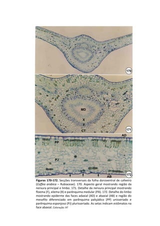 170




                                     MD


                                      X
                                       F
                                     CT                                    171
                                                                       AD

               PP




               PJ



                                                                           172
                                                         AB
Figuras 170‐172. Secções transversais da folha dorsiventral de  cafeeiro 
(Coffea arabica – Rubiaceae).  170.  Aspecto  geral  mostrando  região  da 
nervura principal e limbo. 171. Detalhe da nervura principal mostrando 
floema (F), xilema (X) e parênquima medular (PA). 172. Detalhe do limbo 
mostrando  epiderme  das  faces  adaxial  (AD)  e  abaxial  (AB)  e  região  do 
mesofilo  diferenciado  em  parênquima  paliçádico (PP)  unisseriado e 
parênquima esponjoso (PJ) plurisseriado. As setas indicam estômatos na 
face abaxial. Coloração: AT
 