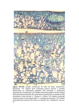 PP




            PJ



                                                                                  173
                     AD



               PP



                                                        X

               PJ
                                                        F
                                                                 EN

                                                                                  174




                                               EN
                                                         FV

                         PJ




   AB                                175                                            176
Figuras  173‐176.  Secções  transversais  da  folha  de  Buxus sempervirens
(Buxaceae).  173.  Aspecto  geral  mostrando  sistema  vascular  e  mesofilo 
diferenciado  em  parênquima  paliçádico (PP)  bisseriado e  parênquima 
esponjoso (PJ) multisseriado. 174. Detalhe mostrando epiderme da face adaxial 
(AD), parênquima paliçádico (PP), parênquima esponjoso (PJ) e endoderme (EN) 
envolvendo  o  feixe  vascular.  F  =  floema;  X  =  xilema.  175.  Detalhe  mostrando 
estômato (seta) na face abaxial (AB). PJ = parênquima esponjoso. 176. Detalhe 
mostrando feixe vascular  (FV)  imerso  no  mesofilo.  EN  =  endoderme.  Coloração: 
AT.
 