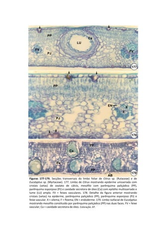 PP
                                                   Ca
                                         LU

     FV
                                                                                          FV
               PJ



                                                                                           177




                     PP




                                                                    EN                X
                                                                                  F
                       PJ




                                                                                           178


                                                    PP
                                   Ca


                       FV

                                                     PP
                                                                                          179
                                                                    AB
Figuras  177‐179.  Secções  transversais  do  limbo  foliar  de  Citrus sp.  (Rutaceae)  e  de 
Eucalyptus sp.  (Myrtaceae).  177.  Limbo  de  Citrus mostrando  epiderme  unisseriada com 
cristais  (setas)  de  oxalato  de  cálcio,  mesofilo  com  parênquima  paliçádico (PP), 
parênquima esponjoso (PJ) e cavidade secretora de óleo (Ca) com epitélio multisseriado e 
lume  (LU)  amplo.  FV  =  feixes  vasculares.  178.  Detalhe  da  figura  anterior  mostrando 
cristais  (setas)  na  epiderme,  parênquima  paliçádico (PP),  parênquima  esponjoso  (PJ)  e 
feixe vascular. X = xilema; F = floema; EN = endoderme. 179. Limbo isofacial de Eucalyptus
mostrando mesofilo constituído por parênquima paliçádico (PP) nas duas faces. FV = feixe 
vascular; Ca = cavidade secretora de óleo. Coloração: AT.
 