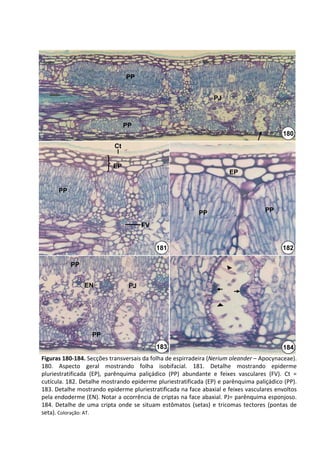PP


                                                                     PJ



                                  PP
                                                                                                180
                             Ct


                            EP
                                                                           EP

      PP


                                                               PP                        PP

                                        FV


                                              181                                               182

           PP


                 EN                PJ




                    PP
                                              183                                               184
Figuras 180‐184. Secções transversais da folha de espirradeira (Nerium oleander – Apocynaceae). 
180.  Aspecto  geral  mostrando  folha  isobifacial.  181.  Detalhe  mostrando  epiderme 
pluriestratificada (EP),  parênquima  paliçádico (PP)  abundante  e  feixes  vasculares  (FV).  Ct = 
cutícula. 182. Detalhe mostrando epiderme pluriestratificada (EP) e parênquima paliçádico (PP). 
183. Detalhe mostrando epiderme pluriestratificada na face abaxial e feixes vasculares envoltos 
pela endoderme (EN). Notar a ocorrência de criptas na face abaxial. PJ= parênquima esponjoso. 
184.  Detalhe  de  uma  cripta  onde  se  situam  estômatos  (setas)  e  tricomas tectores (pontas  de 
seta). Coloração: AT.
 