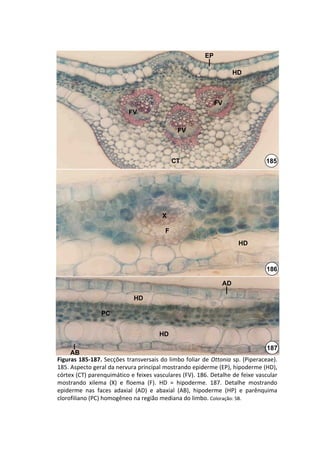 EP

                                                                     HD



                                                              FV
                           FV

                                              FV



                                             CT                                  185




                                        X

                                         F
                                                                      HD



                                                                                 186

                                                                AD

                             HD

                 PC


                                       HD

                                                                                  187
     AB
Figuras 185‐187. Secções transversais do limbo foliar  de  Ottonia sp.  (Piperaceae). 
185. Aspecto geral da nervura principal mostrando epiderme (EP), hipoderme (HD), 
córtex (CT) parenquimático e feixes vasculares (FV). 186. Detalhe de feixe vascular 
mostrando  xilema  (X)  e  floema  (F).  HD  =  hipoderme.  187.  Detalhe  mostrando 
epiderme  nas  faces  adaxial  (AD)  e  abaxial  (AB),  hipoderme  (HP)  e parênquima 
clorofiliano (PC) homogêneo na região mediana do limbo. Coloração: SB.
 