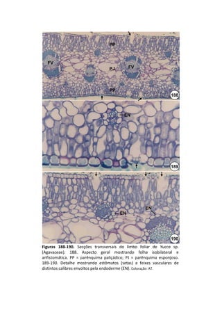 PP



   FV
                                      PJ         FV




                                      PP
                                                                         188



                                              EN




                                                                         189




                                                          EN
                                            EN




                                                                         190
Figuras  188‐190.  Secções  transversais  do  limbo  foliar  de  Yucca sp. 
(Agavaceae).  188.  Aspecto  geral  mostrando  folha  isobilateral e 
anfistomática.  PP  =  parênquima  paliçádico;  PJ  =  parênquima  esponjoso. 
189‐190.  Detalhe  mostrando  estômatos  (setas)  e  feixes  vasculares  de 
distintos calibres envoltos pela endoderme (EN). Coloração: AT.
 