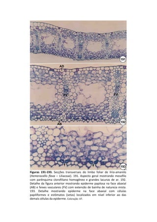 191

                        AD




                            FV                                        FV




                                                                            192
                       AB




                                                                            193
Figuras  191‐193. Secções  transversais  do  limbo  foliar  de  lírio‐amarelo 
(Hemerocallis flava  – Liliaceae).  191.  Aspecto  geral  mostrando  mesofilo 
com  parênquima  clorofiliano homogêneo  e  grandes  lacunas  de  ar.  192. 
Detalhe  da  figura  anterior  mostrando  epiderme  papilosa na  face  abaxial 
(AB) e  feixes  vasculares  (FV)  com  extensão  de  bainha  de  natureza  mista. 
193.  Detalhe  mostrando  epiderme  na  face  abaxial  com  células 
papiliformes e  estômatos  (setas)  localizados  em  nível  inferior  ao  das 
demais células da epiderme. Coloração: AT.
 