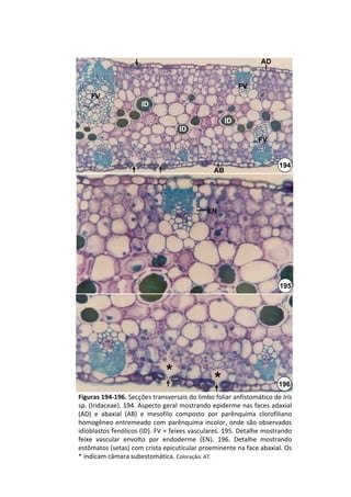AD


                                                         FV
    FV
                      ID

                                                    ID
                                   ID
                                                               FV


                                                                      194
                                               AB




                                             EN




                                                                       195




                               *                *                     196
Figuras 194‐196. Secções transversais do limbo foliar anfistomático de Iris
sp. (Iridaceae). 194. Aspecto geral mostrando epiderme nas faces adaxial 
(AD)  e  abaxial  (AB)  e  mesofilo  composto  por  parênquima  clorofiliano
homogêneo  entremeado  com  parênquima  incolor,  onde  são  observados
idioblastos fenólicos (ID). FV = feixes vasculares. 195. Detalhe mostrando 
feixe  vascular  envolto  por  endoderme  (EN).  196.  Detalhe  mostrando 
estômatos (setas) com crista epicuticular proeminente na face abaxial. Os 
* indicam câmara subestomática. Coloração: AT.
 