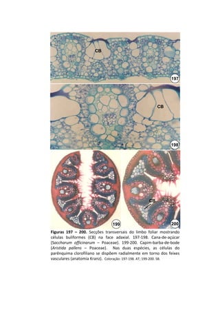 CB




                                                                    197




                                                             CB




                                                                    198




                                                        CB




                                   199                              200
Figuras  197  – 200.  Secções  transversais  do  limbo  foliar  mostrando 
células  buliformes  (CB)  na  face  adaxial.  197‐198.  Cana‐de‐açúcar 
(Saccharum officinarum – Poaceae).  199‐200.  Capim‐barba‐de‐bode 
(Aristida pallens – Poaceae).    Nas  duas  espécies,  as  células  do 
parênquima  clorofiliano se  dispõem  radialmente  em  torno  dos  feixes 
vasculares (anatomia Kranz).  Coloração: 197‐198. AT; 199‐200. SB.
 