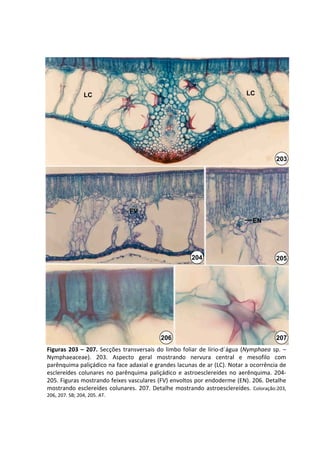 LC                                                              LC




                                                                                            203




                                 FV
                                                                                  EN




                                                          204                               205




                                             206                                            207
Figuras  203  – 207.  Secções  transversais  do  limbo  foliar  de  lírio‐d´água (Nymphaea sp.  –
Nymphaeaceae).  203.  Aspecto  geral  mostrando  nervura  central  e  mesofilo  com 
parênquima paliçádico na face adaxial e grandes lacunas de ar (LC). Notar a ocorrência de 
esclereídes colunares no  parênquima  paliçádico e  astroesclereídes no  aerênquima.  204‐
205. Figuras mostrando feixes vasculares (FV) envoltos por endoderme (EN). 206. Detalhe 
mostrando  esclereídes colunares.  207.  Detalhe  mostrando  astroesclereídes.  Coloração:203, 
206, 207. SB; 204, 205. AT.
 