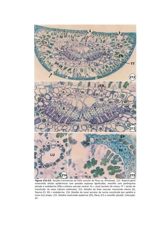 Ca
                                                                                          Ca


                                                                                           EN

                                                                                                         TT



                                                                                                        212

                                                                      EN




                              X

                         F


                                                                                                        213

                                                                                              EP



                                                                                            FI
                LU




                             214                                                                        215
Figuras 212‐215. Secções transversais da folha acicular de Pinus sp.  (Pinaceae). 212.  Aspecto  geral 
mostrando  células  epidérmicas  com  paredes  espessas  lignificadas,  mesofilo  com  parênquima 
plicado e endoderme (EN) e sistema vascular central. Ca = canal secretor de resina; TT = tecido de 
transfusão.  As  setas  indicam  estômatos.  213.  Detalhe  do  feixe  vascular  mostrando  xilema  (X), 
floema  (F).  EN  =  endoderme.  214.  Detalhe  de  canal  secretor  de  resina  constituído  por  epitélio  e 
lume (LU) amplo. 215. Detalhe mostrando epiderme (EP), fibras (FI) e mesofilo plicado. Coloração: 
AT.
 