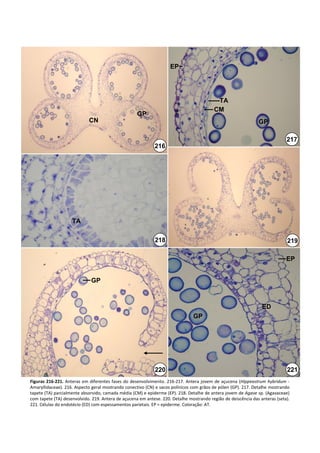 EP




                                                                                              TA
                                                                                             CM
                                                      GP
                              CN                                                                                    GP

                                                                                                                                  217
                                                               216




                     TA

                                                               218                                                                 219

                                                                                                                                  EP


                               GP



                                                                                                                      ED
                                                                                   GP




                                                               220                                                                 221
Figuras  216‐221. Anteras  em  diferentes  fases  do  desenvolvimento.  216‐217.  Antera  jovem  de  açucena  (Hippeastrum hybridum ‐
Amaryllidaceae). 216. Aspecto geral mostrando conectivo (CN) e sacos polínicos com grãos de pólen (GP). 217. Detalhe mostrando 
tapete (TA) parcialmente absorvido, camada média (CM) e epiderme (EP). 218. Detalhe de antera jovem de Agave sp. (Agavaceae) 
com tapete (TA) desenvolvido. 219. Antera de açucena em antese. 220. Detalhe mostrando região de deiscência das anteras (seta). 
221. Células do endotécio (ED) com espessamentos parietais. EP = epiderme. Coloração: AT.
 