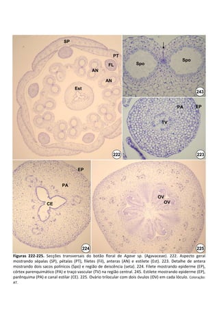 SP


                                                               PT
                                                                                                          Spo
                                                            FL               Spo
                                                  AN

                                                          AN
                                      Est
                                                                                                                   243


                                                                                                       PA          EP


                                                                                             TV




                                                               222                                                  223


                                        EP


                              PA

                                                                                           OV
                     CE                                                                      OV




                                            224                                                                    225
Figuras  222‐225. Secções  transversais  do  botão  floral  de  Agave  sp.  (Agavaceae).  222.  Aspecto  geral 
mostrando  sépalas  (SP),  pétalas  (PT),  filetes  (Fil),  anteras  (AN)  e  estilete  (Est).  223.  Detalhe  de  antera 
mostrando dois sacos polínicos (Spo) e região de deiscência (seta). 224. Filete mostrando epiderme (EP), 
córtex parenquimático (PA) e traço vascular (TV) na região central. 245. Estilete mostrando epiderme (EP), 
parênquima (PA) e canal estilar (CE). 225. Ovário trilocular com dois óvulos (OV) em cada lóculo.  Coloração: 
AT.
 