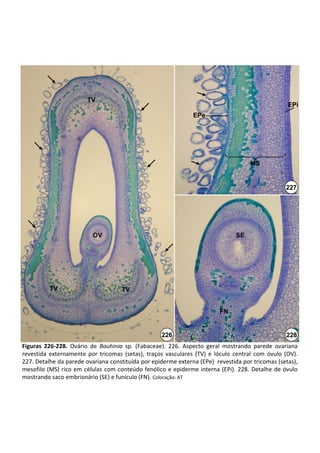 EPi
                           TV
                                                                                                              EPi
                                                                       EPe




                                                                                              MS


                                                                                                             227




                             OV                                                         SE




           TV                            TV


                                                                                  FN


                                                         226                                                 228
Figuras  226‐228. Ovário  de  Bauhinia sp.  (Fabaceae).  226.  Aspecto  geral  mostrando  parede  ovariana 
revestida  externamente  por  tricomas (setas),  traços  vasculares  (TV)  e  lóculo  central  com  óvulo  (OV). 
227. Detalhe da parede ovariana constituída por epiderme externa (EPe)  revestida por tricomas (setas), 
mesofilo  (MS)  rico  em  células  com  conteúdo  fenólico  e  epiderme  interna  (EPi).  228.  Detalhe  de  óvulo 
mostrando saco embrionário (SE) e funículo (FN). Coloração: AT
 
