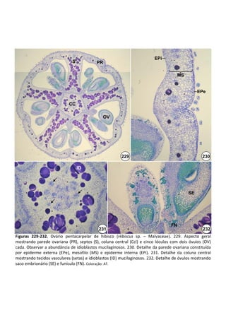 EPi
                                 S              PR

                                                                                                 MS


                                                                                                            EPe

                               CC

                                                    OV




                                                               229                                             230

                                     ID




                                                                                                       SE




                                                                                            FN
                                                 231                                                           232
Figuras  229‐232. Ovário  pentacarpelar de  hibisco  (Hibiscus sp.  – Malvaceae).  229.  Aspecto  geral 
mostrando  parede  ovariana  (PR),  septos  (S),  coluna  central  (Ccl)  e  cinco  lóculos  com  dois  óvulos  (OV) 
cada. Observar a abundância de idioblastos mucilaginosos. 230. Detalhe da parede ovariana constituída 
por  epiderme  externa  (EPe),  mesofilo  (MS)  e  epiderme  interna  (EPi).  231.  Detalhe  da  coluna  central 
mostrando tecidos vasculares (setas) e idioblastos (ID) mucilaginosos. 232. Detalhe de óvulos mostrando 
saco embrionário (SE) e funículo (FN). Coloração: AT.
 