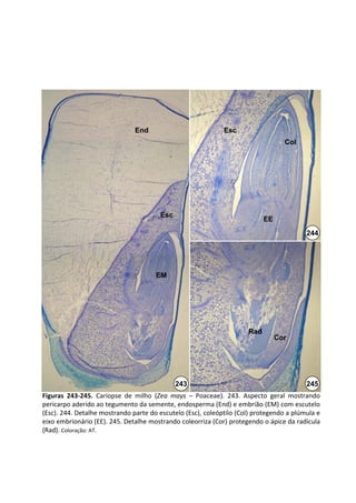 End                           Esc
                                                                                   Col




                                        Esc
                                                                            EE
                                                                                         244




                                      EM




                                                                      Rad
                                                                                 Cor




                                              243                                        245
Figuras  243‐245. Cariopse  de  milho  (Zea mays – Poaceae).  243.  Aspecto  geral  mostrando 
pericarpo aderido ao tegumento da semente, endosperma (End) e embrião (EM) com escutelo 
(Esc). 244. Detalhe mostrando parte do escutelo (Esc), coleóptilo (Col) protegendo a plúmula e 
eixo embrionário (EE). 245. Detalhe mostrando coleorriza (Cor) protegendo o ápice da radícula 
(Rad). Coloração: AT.
 