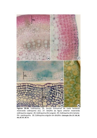 CL




                                       26                                     27




           CL

                                                          28



                CL


                                                     CL
                                  PA



                                                      29                     30
Figuras  26‐30.  Colênquima.  26.  Secção  transversal  de  caule  herbáceo 
mostrando  colênquima  (CL).  27.  Detalhe  da  figura  anterior  mostrando 
colênquima angular. 28. Colênquima (CL) angular. 29. Colênquima (CL) lamelar. 
PA = parênquima.  30. Colênquima angular em detalhe.  Coloração: 26 e 27. VR; 28. 
AA; 29. AT; 30. VI.
 