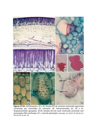 E


                                                                           E




                                                   37

                                                               E
                                                                                          39




                                                   38               40                    41




                                                             CP




                            PO                               PO
                                                   CP



                      42                           43                                     44
Figuras 37‐44. Esclerênquima. 37 e 38. Secção (ST) de semente mostrando tegumento 
constituído  por  esclereídes (E)  colunares.  39.  Astroesclereídes (E).  40  e  41. 
Braquiesclereídes agrupadas.  42‐44.  Secções  (ST)  de  caule  mostrando  esclereíde com 
pontoações (PO) ramificadas. CP = canal de pontoação.  Coloração: 37 e 38.AT; 39. SB; 40 e 41. 
SN; 42 e 43. VI; 44.  FG.
 