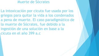 Muerte de Sócrates 
La intoxicación por cicuta fue usada por los 
griegos para quitar la vida a los condenados 
a pena de muerte. El caso paradigmático de 
la muerte de Sócrates, fue debido a la 
ingestión de una solución en base a la 
cicuta en el año 399 a.c 
 