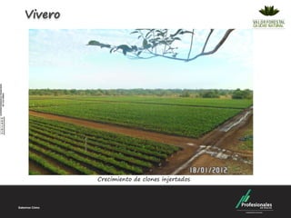 Vivero




         Crecimiento de clones injertados
 