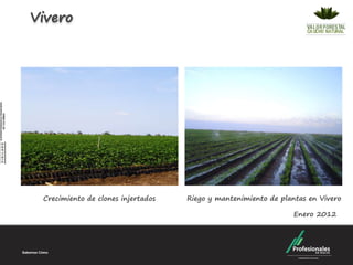 Vivero




 Crecimiento de clones injertados   Riego y mantenimiento de plantas en Vivero

                                                                 Enero 2012
 