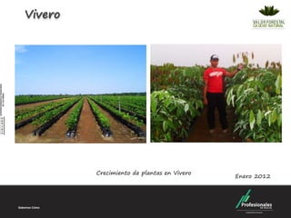 Vivero




         Crecimiento de plantas en Vivero
                                            Enero 2012
 