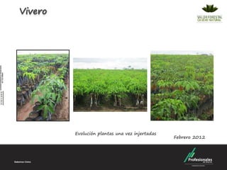 Vivero




         Evolución plantas una vez injertadas
                                                Febrero 2012
 