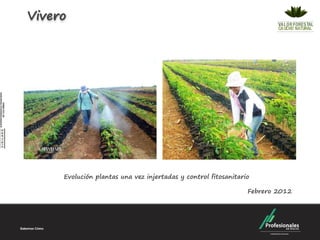 Vivero




     Evolución plantas una vez injertadas y control fitosanitario

                                                                Febrero 2012
 