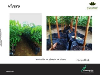 Vivero




         Evolución de plantas en Vivero   Marzo 2012
 