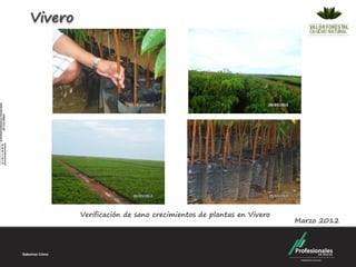 Vivero




         Verificación de sano crecimientos de plantas en Vivero
                                                                  Marzo 2012
 