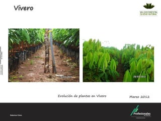 Vivero




         Evolución de plantas en Vivero   Marzo 2012
 