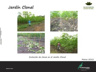 Jardín Clonal




          Evolución de clones en el Jardín Clonal
                                                    Marzo 2012
 
