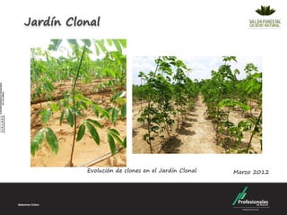 Jardín Clonal




          Evolución de clones en el Jardín Clonal   Marzo 2012
 