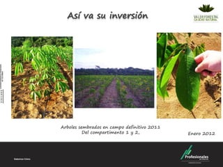 Así va su inversión




Arboles sembrados en campo definitivo 2011
          Del compartimento 1 y 2,           Enero 2012
 