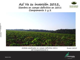 Así Va su inversión 2012,
Siembra en campo definitivo en 2011
        Campamento 1 y 2




  Arboles sembrados en campo definitivo 2011   Enero 2012
             del Compartimento 2
 