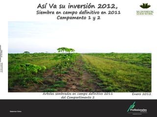 Así Va su inversión 2012,
Siembra en campo definitivo en 2011
        Campamento 1 y 2




  Arboles sembrados en campo definitivo 2011   Enero 2012
             del Compartimento 2
 