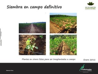 Siembra en campo definitivo




       Plantas en vivero listas para ser trasplantadas a campo   Enero 2012
 