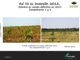 Así Va su inversión 2012,
Siembra en campo definitivo en 2011
        Campamento 1 y 2




  Arboles sembrados en campo definitivo 2011
                                               Febrero 2012
            Del compartimento 1 y 2
 