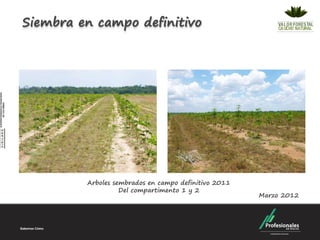 Siembra en campo definitivo




         Arboles sembrados en campo definitivo 2011
                   Del compartimento 1 y 2
                                                      Marzo 2012
 