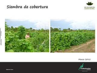 Siembra de cobertura




                       Marzo 2012
 