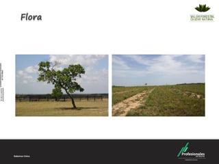 Flora
 