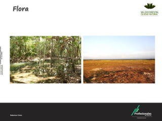 Flora
 