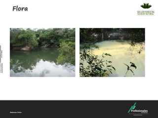 Flora
 
