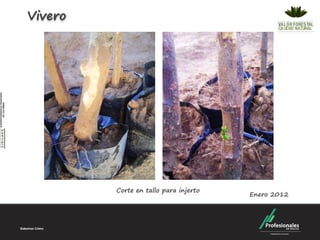 Vivero




         Corte en tallo para injerto
                                       Enero 2012
 