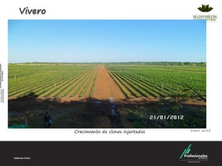 Vivero




         Crecimiento de clones injertados   Enero 2012
 