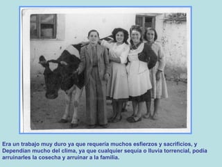 Era un trabajo muy duro ya que requería muchos esfierzos y sacrificios, y  Dependían mucho del clima, ya que cualquier sequía o lluvia torrencial, podía  arruinarles la cosecha y arruinar a la familia. 