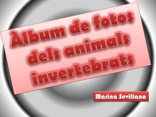 Àlbum de fotos delsanimals invertebrats Marina Sevillano 