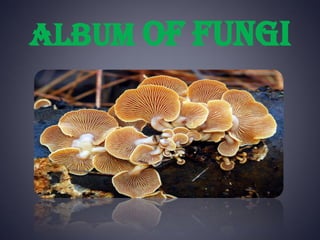 Album of fungi
 